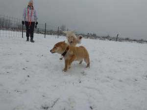 26814583_1780048705624539_1578924669128180427_n