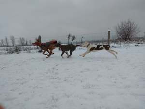 26904379_1780048575624552_2960077691159060588_n